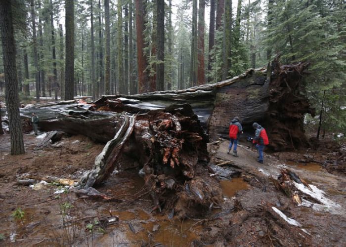 R.I.P. Tree Tunnel: Plus Six More Natural Structures Wiped Out By Mother Nature