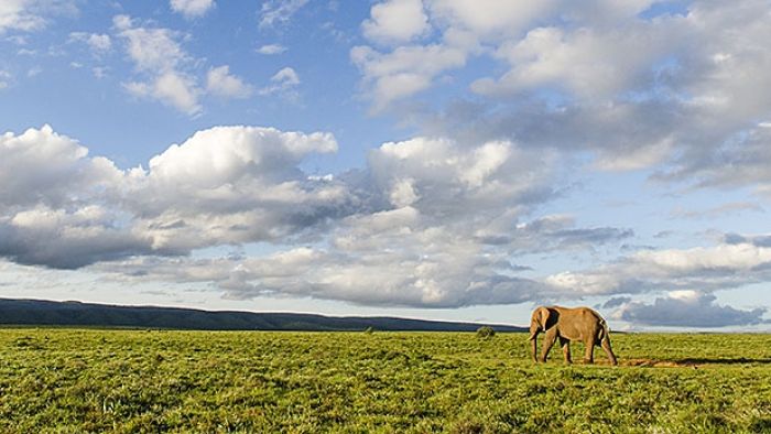 DIY African Safari, for $75 a Day