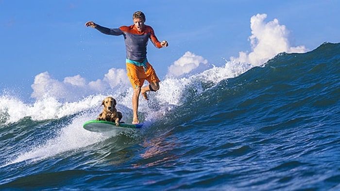How to Surf With Your Dog
